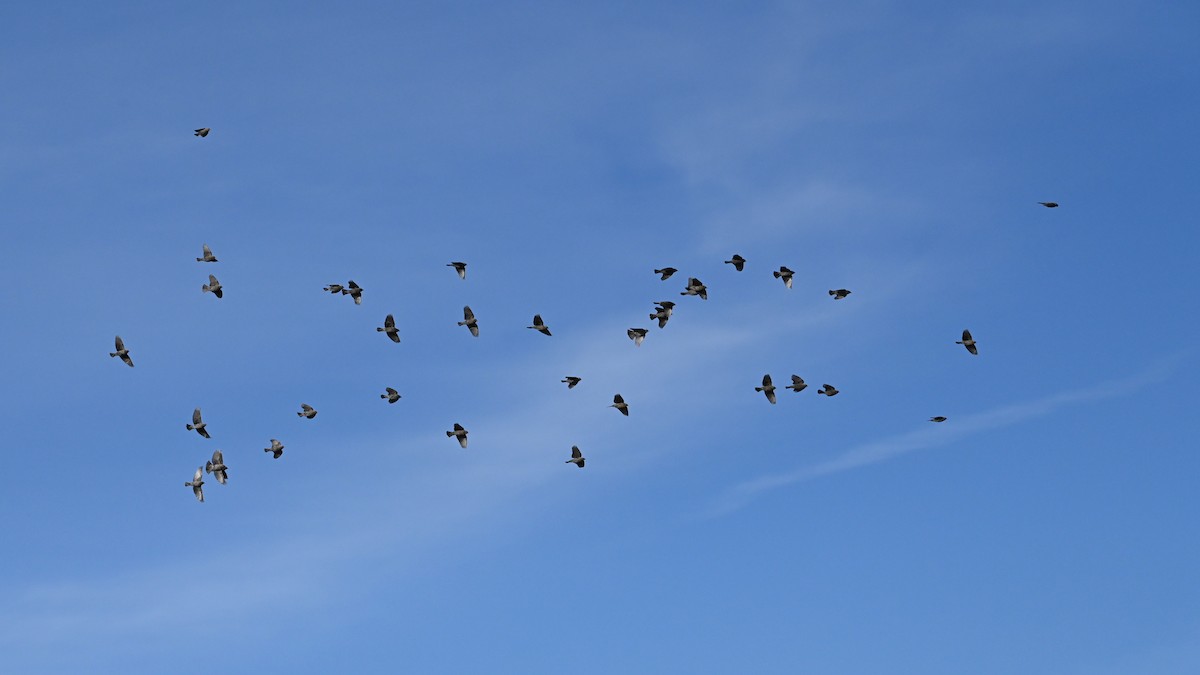 vlhovec červenokřídlý - ML646471593