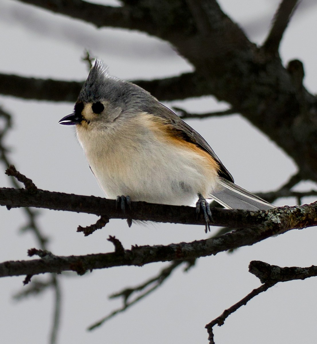 Tufted Titmouse - ML646471594