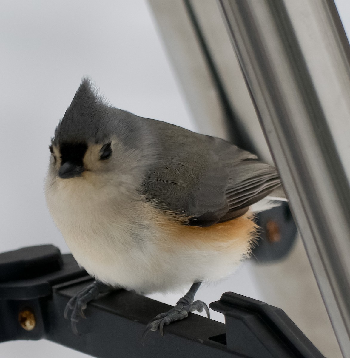 Tufted Titmouse - ML646471595