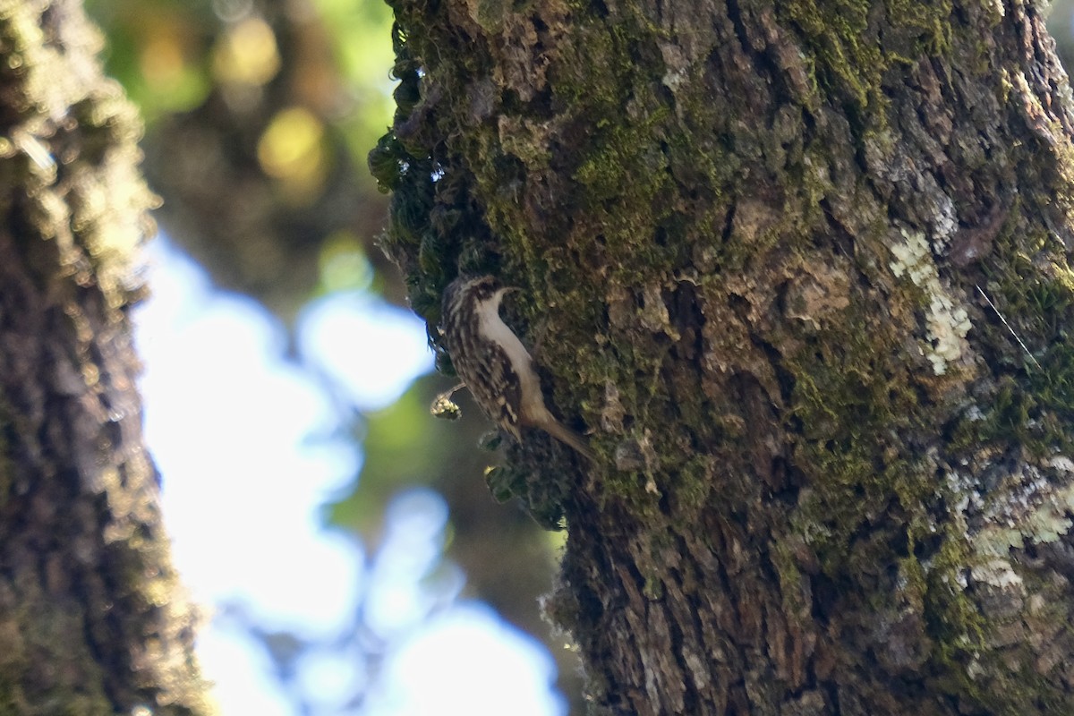 Brown Creeper - ML646471596