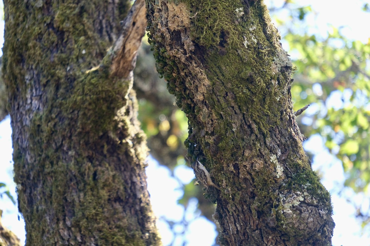Brown Creeper - ML646471597