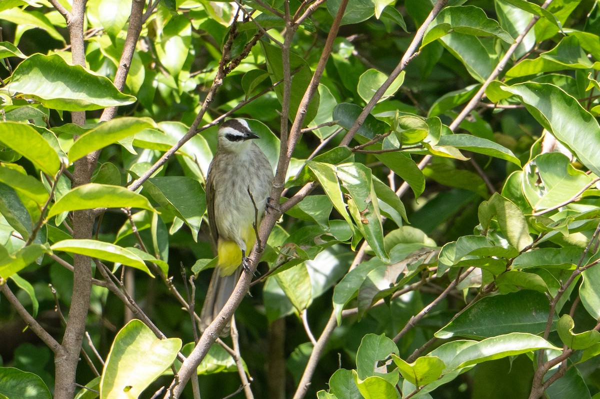 Белобровый бюльбюль - ML646471598