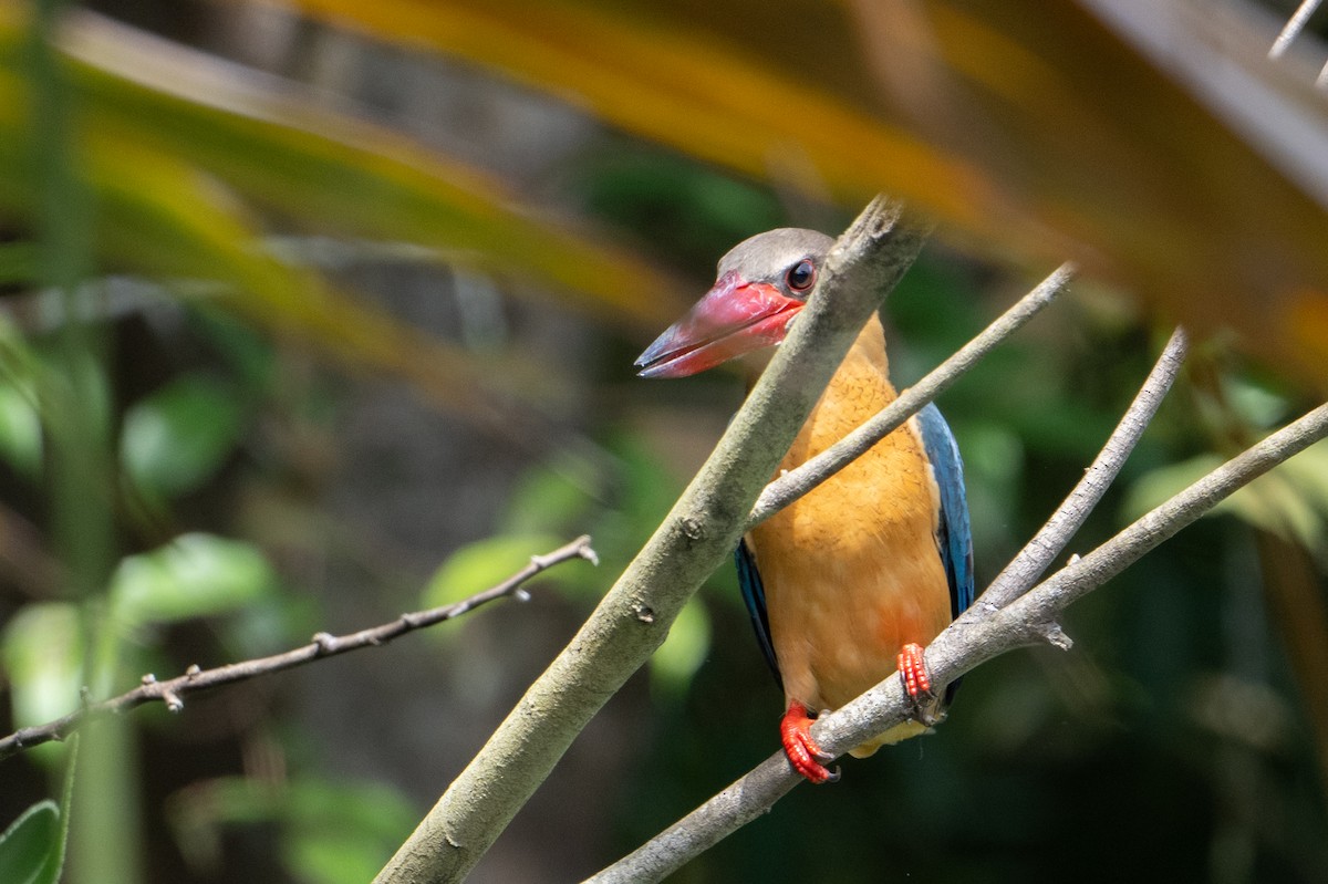 Stork-billed Kingfisher - ML646471603