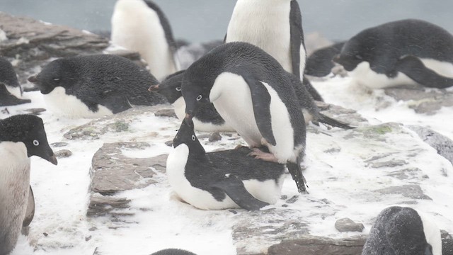 Adelie Penguin - ML646471604