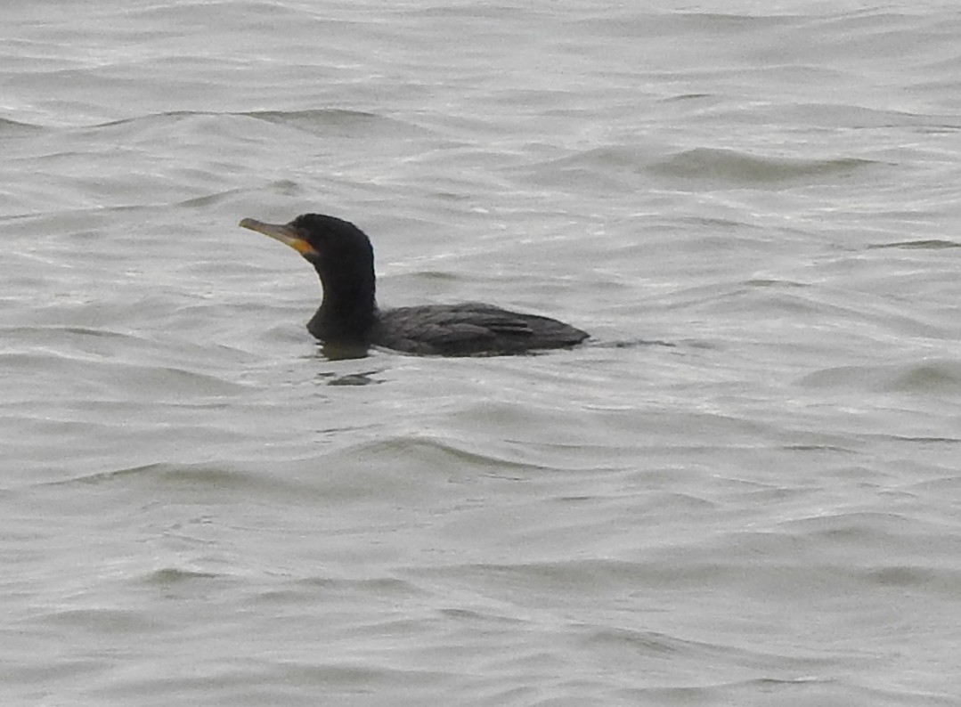 Neotropic Cormorant - ML646471605