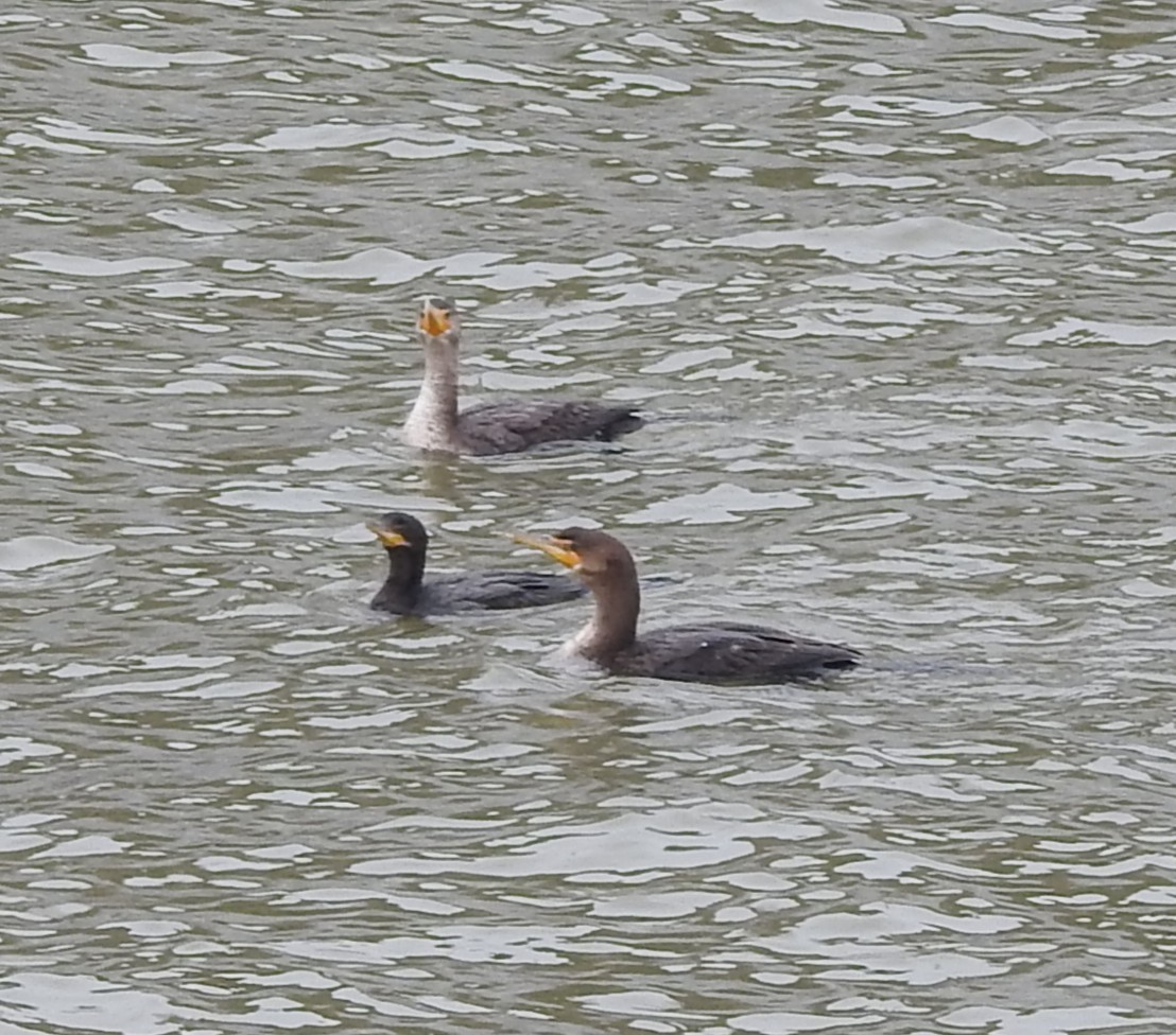 Neotropic Cormorant - ML646471606