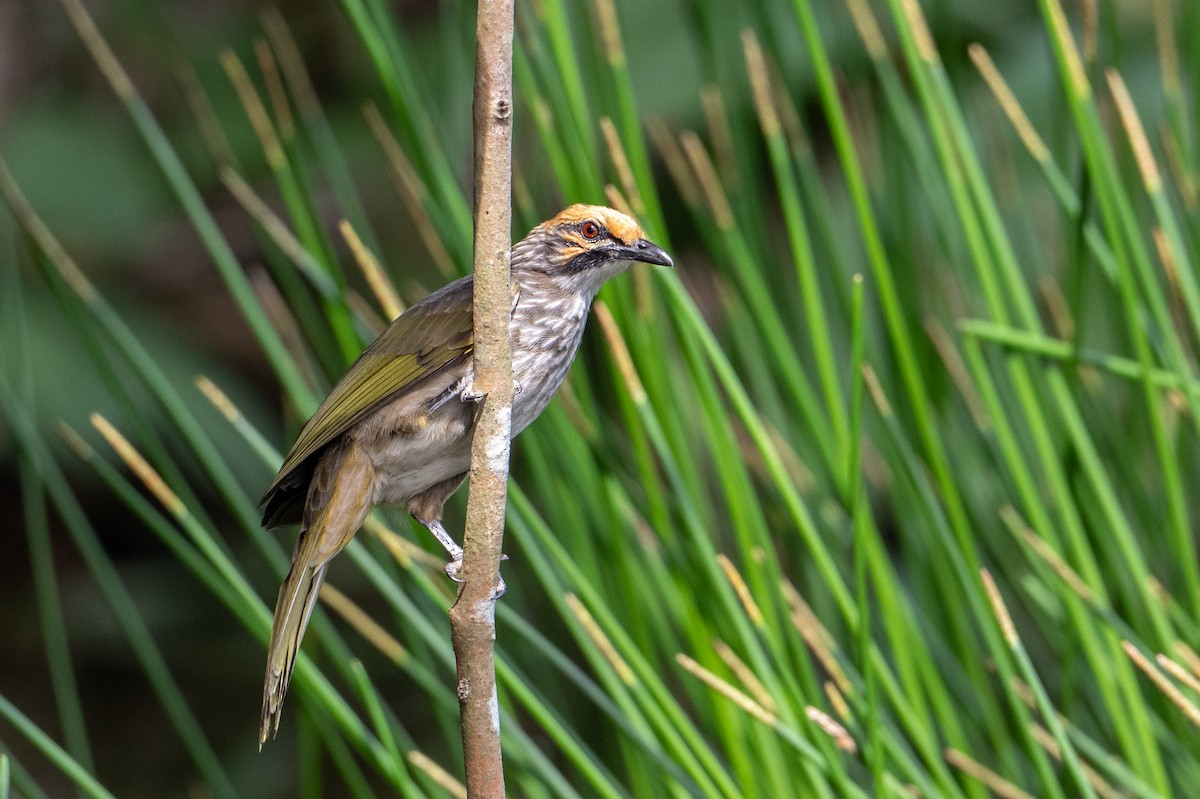 Straw-headed Bulbul - ML646471608
