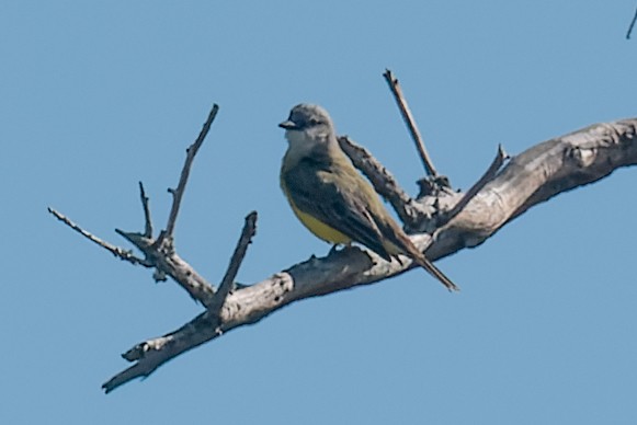 Western Kingbird - ML646471609