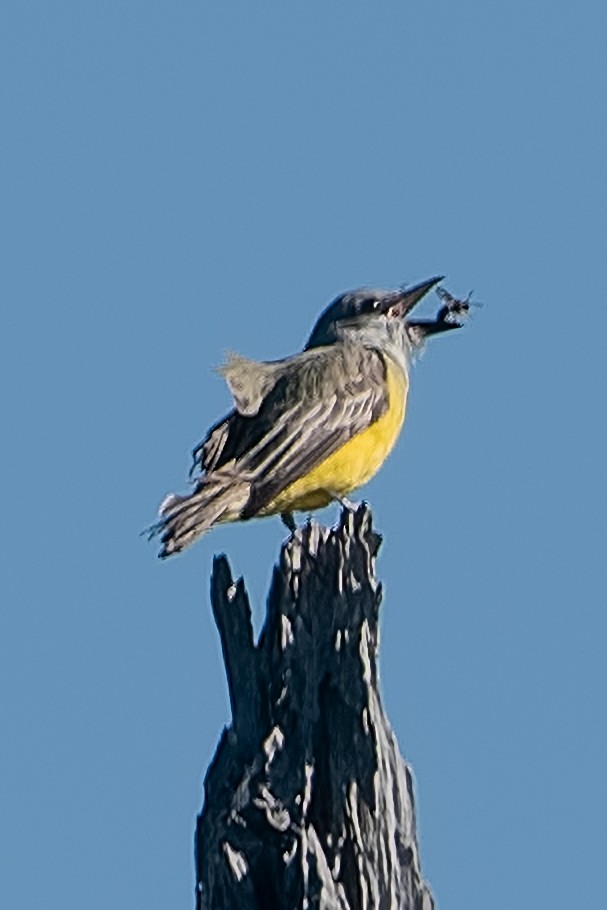 Western Kingbird - ML646471610