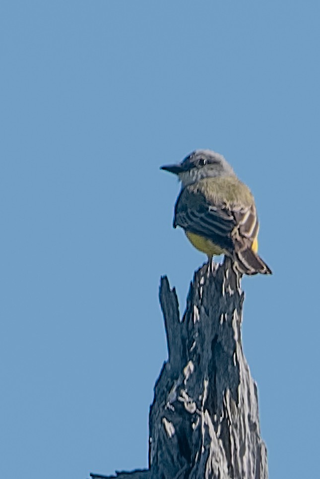Western Kingbird - ML646471611