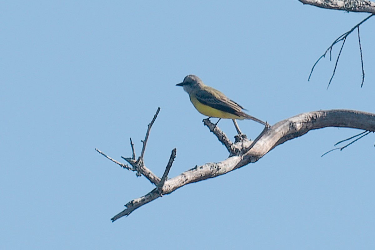 Western Kingbird - ML646471612
