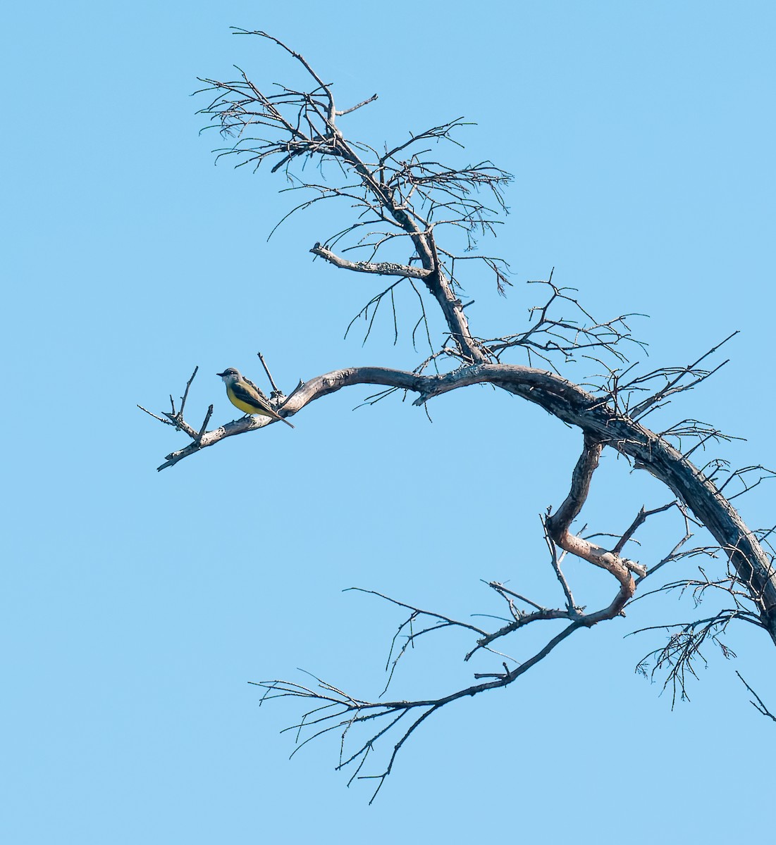 Western Kingbird - ML646471613