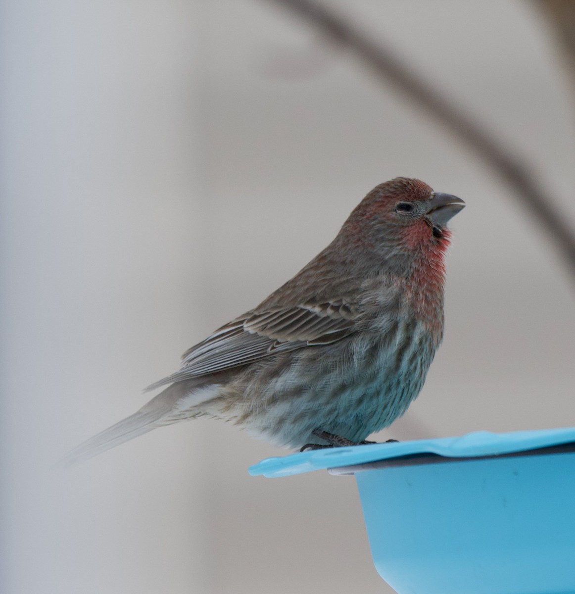House Finch - ML646471614
