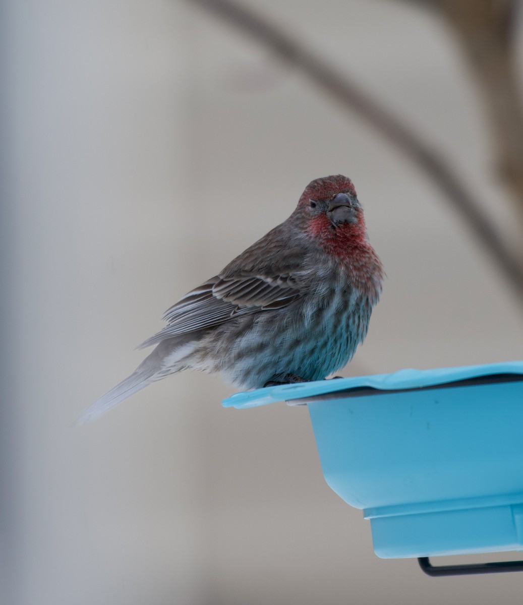 House Finch - ML646471615