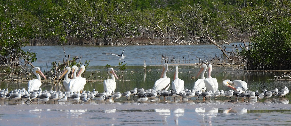American White Pelican - ML646471616