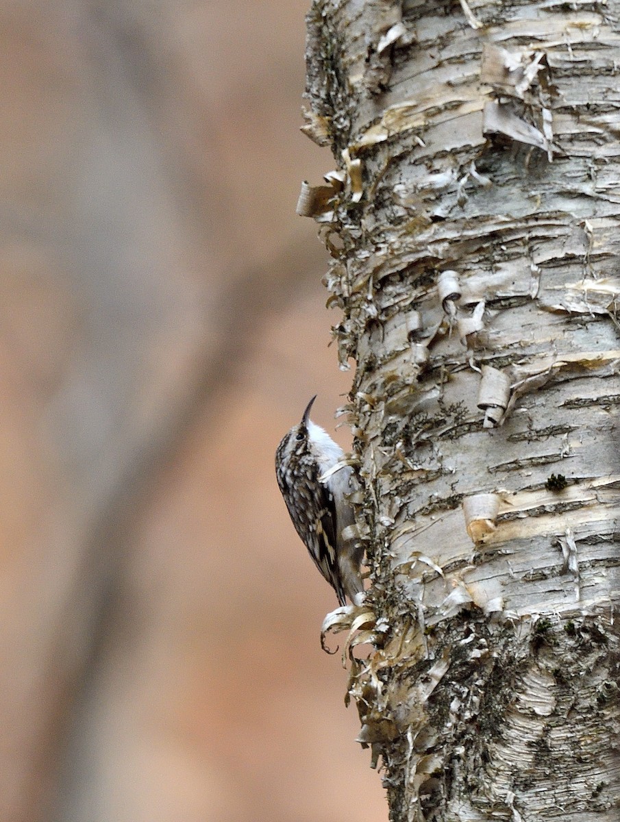 Brown Creeper - ML646471617