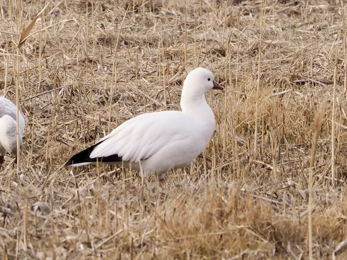 Ross's Goose - ML646471618