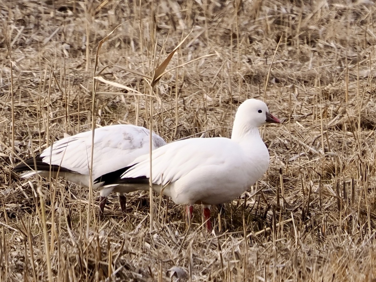 Ross's Goose - ML646471619