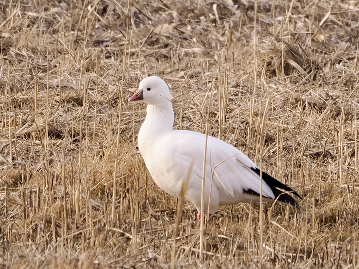 Ross's Goose - ML646471620
