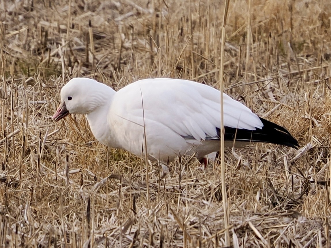 Ross's Goose - ML646471621