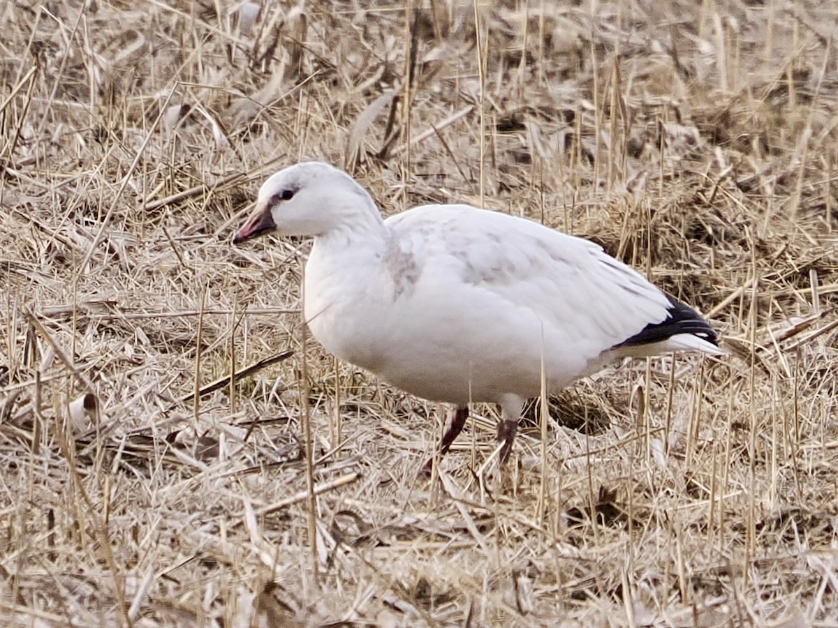 Ross's Goose - ML646471622