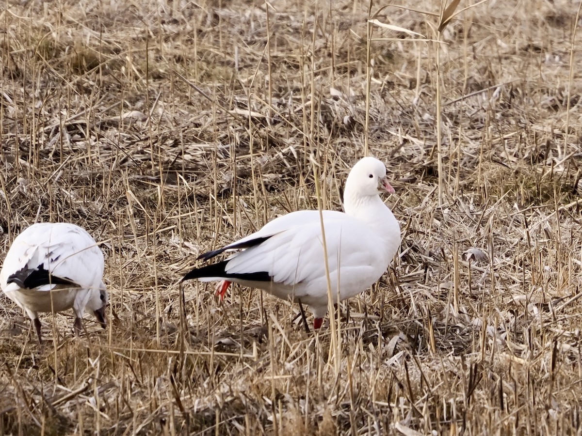 Ross's Goose - ML646471624