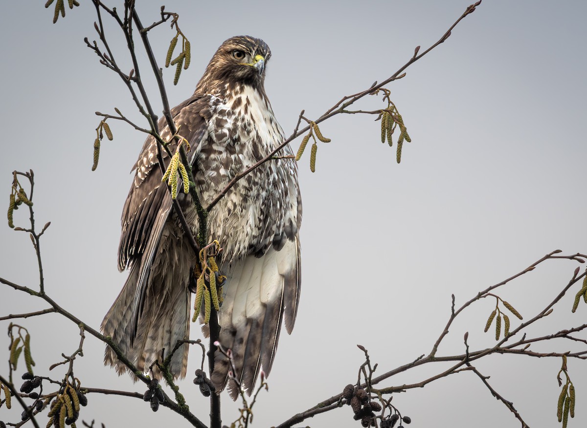 káně rudochvostá - ML646471627