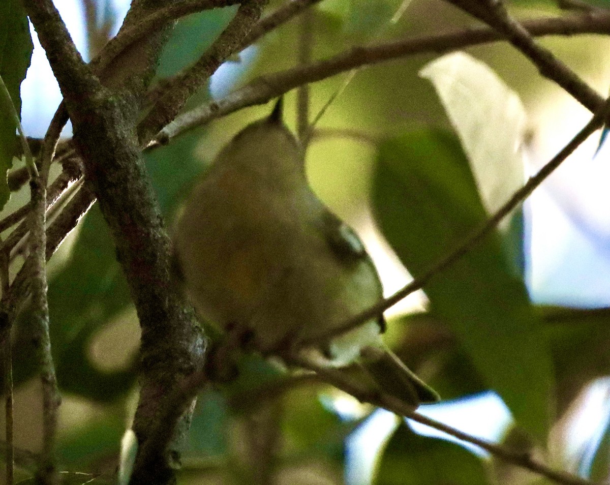 Ruby-crowned Kinglet - ML646471644