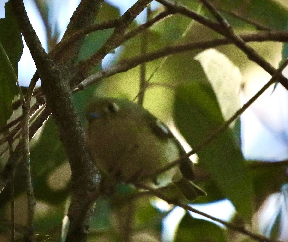 Ruby-crowned Kinglet - ML646471645