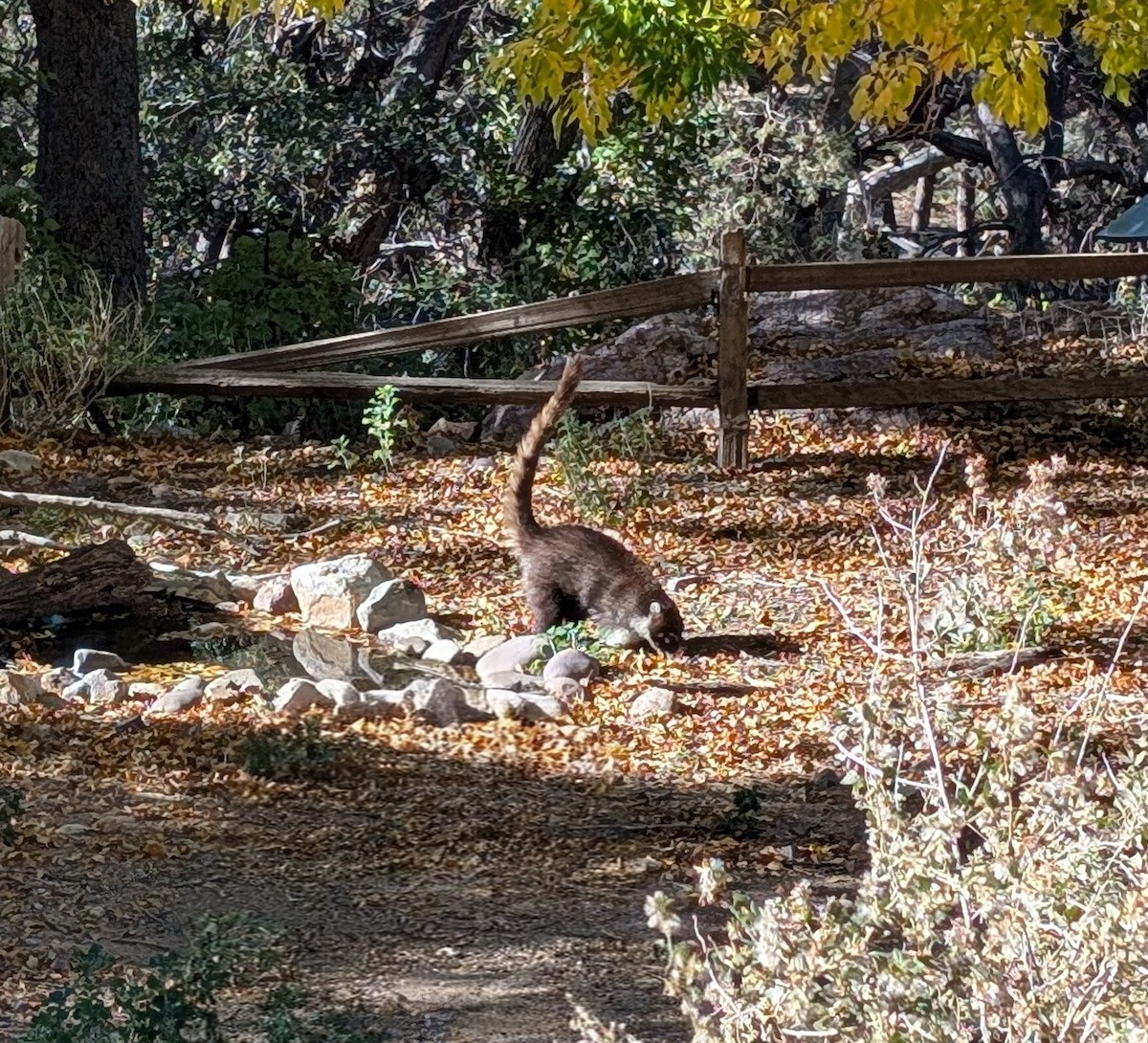 White-nosed Coati - ML646471646
