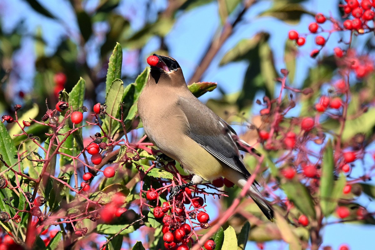 Cedar Waxwing - ML646471648