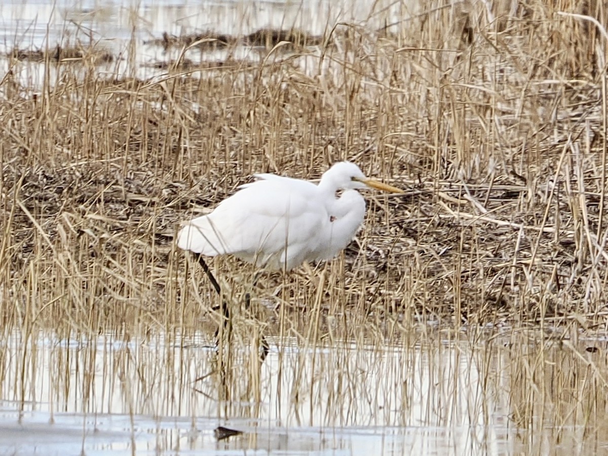 Great Egret - ML646471649