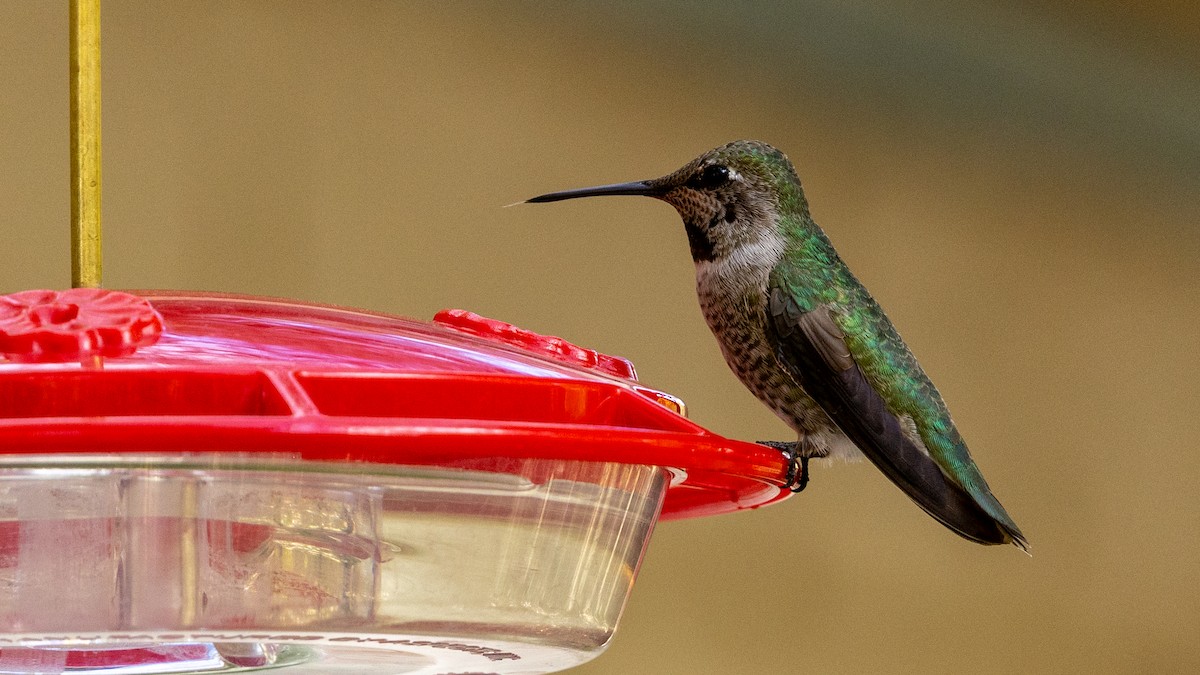 Anna's Hummingbird - ML646471662