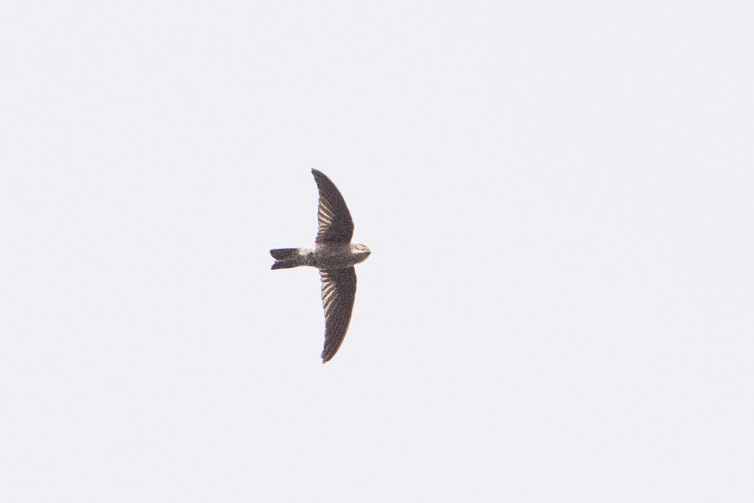 Plume-toed Swiftlet - ML646471663