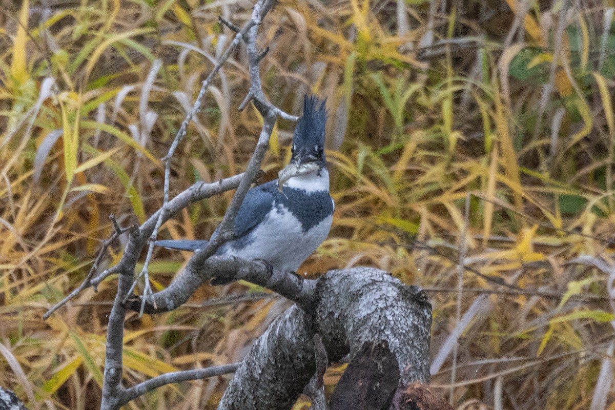 rybařík pruhoprsý - ML646471672