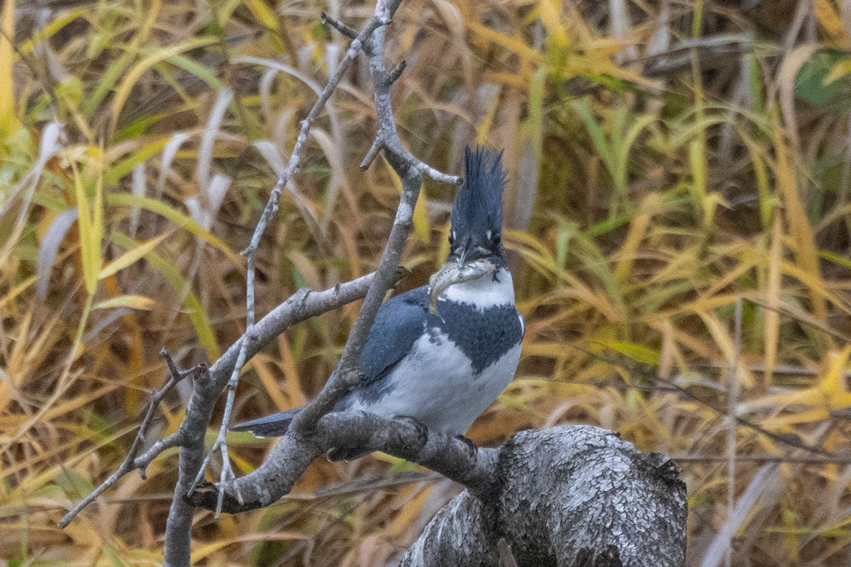 rybařík pruhoprsý - ML646471673