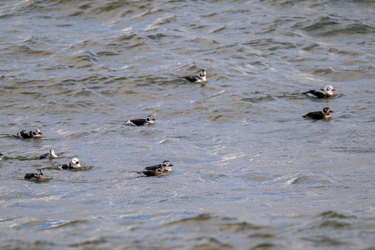 Long-tailed Duck - ML646471685