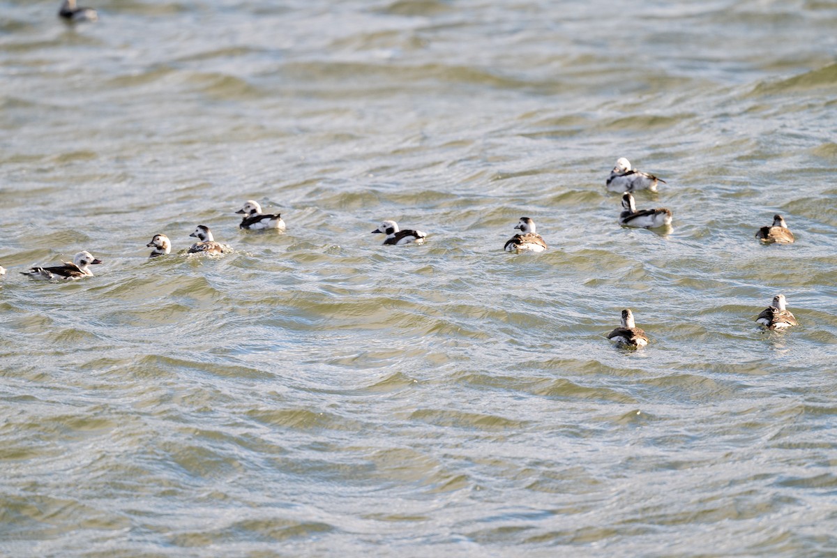 Long-tailed Duck - ML646471686