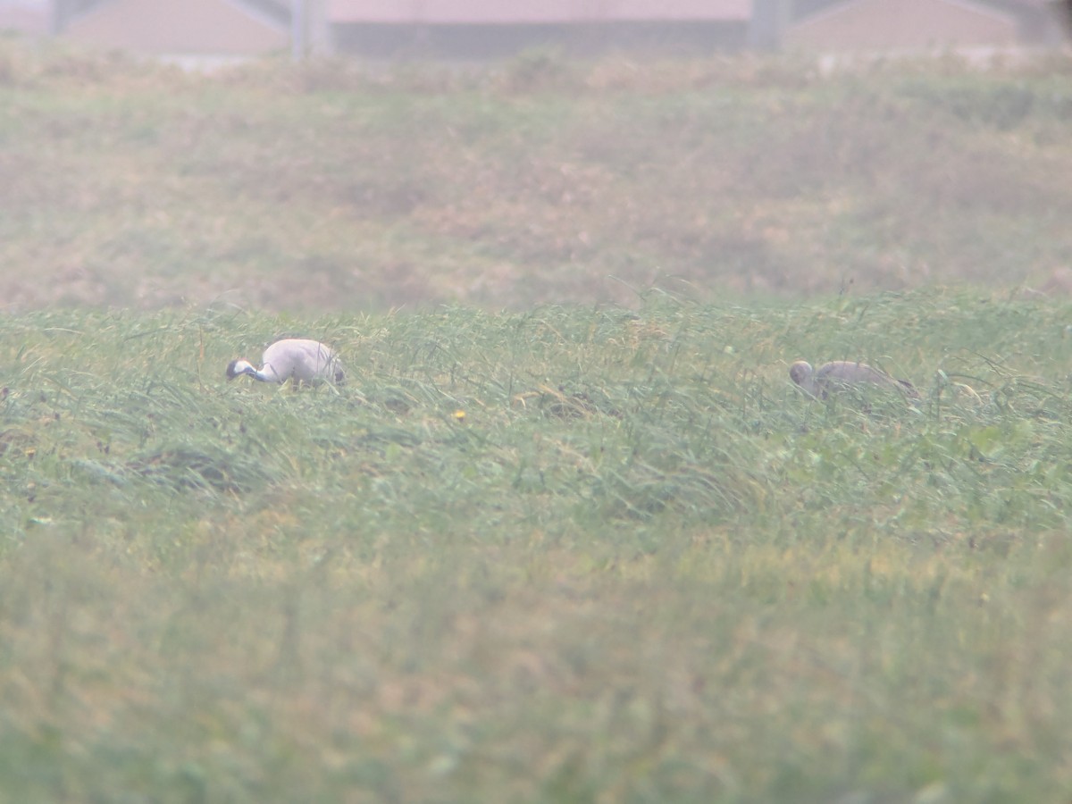 jeřáb popelavý - ML646471687