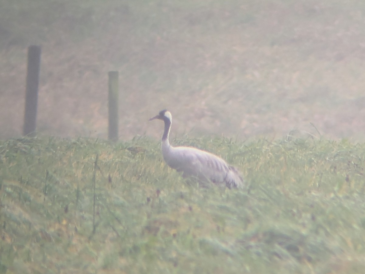 jeřáb popelavý - ML646471688