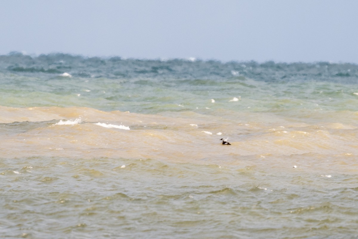 White-winged Scoter - ML646471692