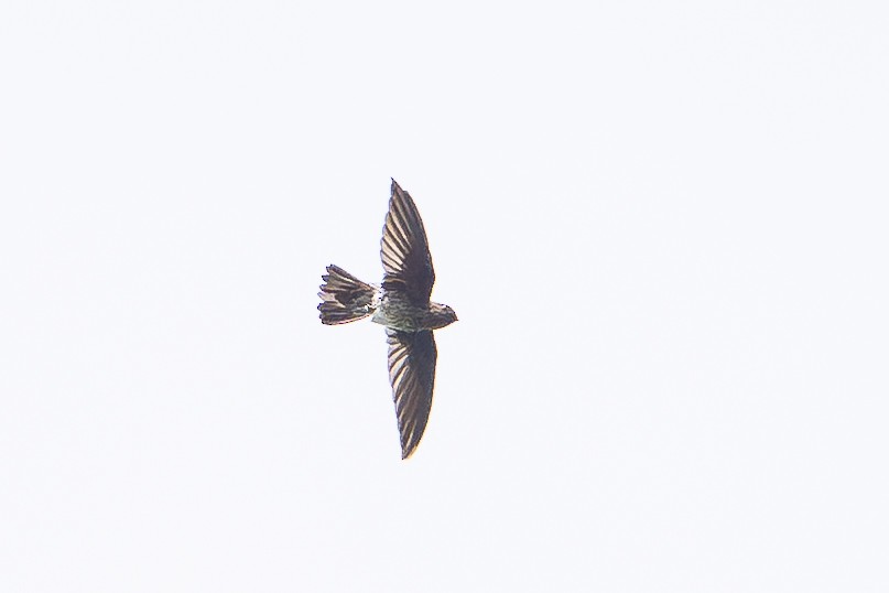 Plume-toed Swiftlet - ML646471693