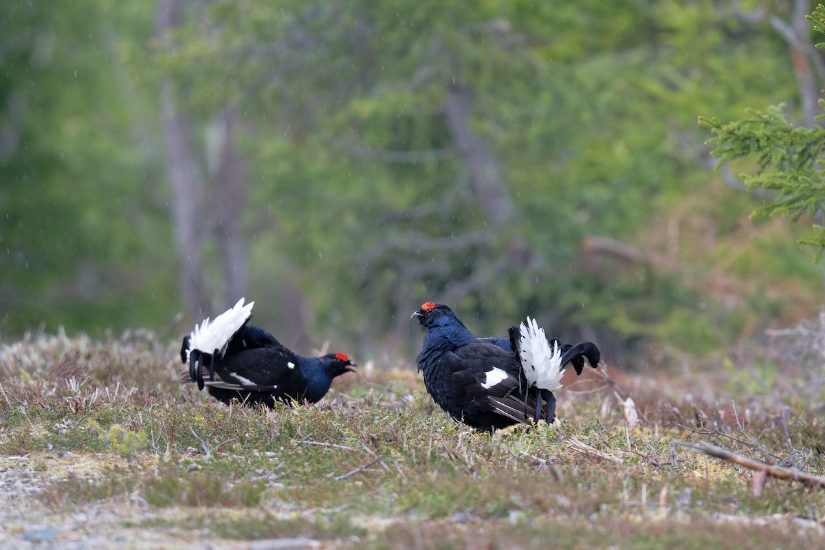 クロライチョウ - ML646471694