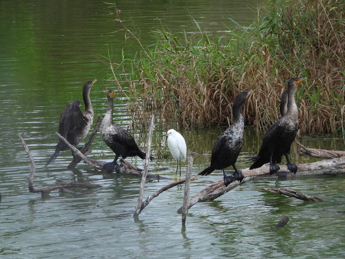 volavka bělostná - ML646471695