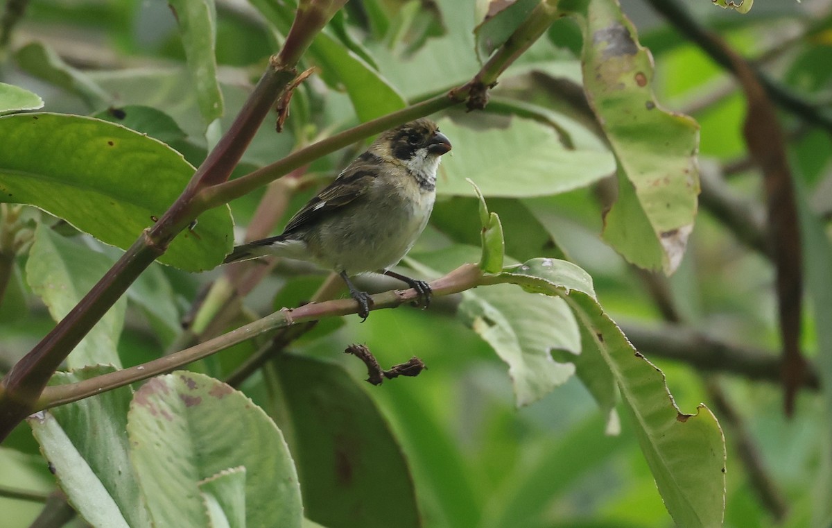 Sporophile variable - ML646471703