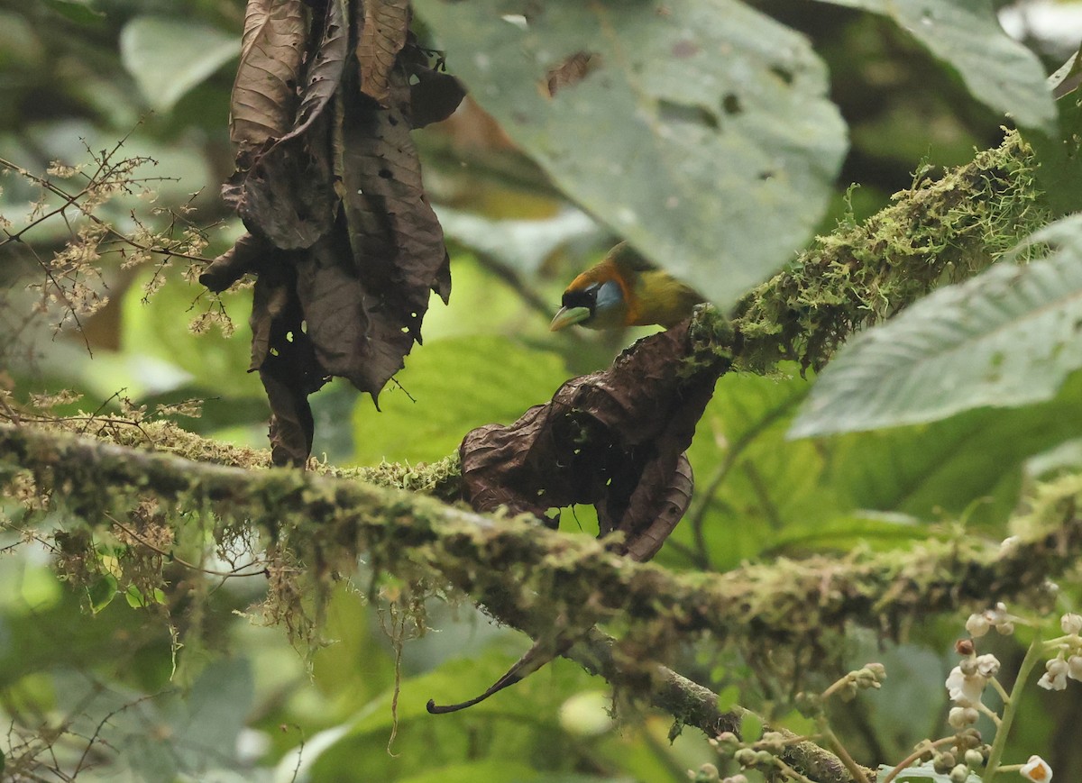 Cabézon à tête rouge - ML646471707
