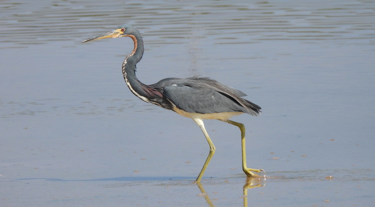 Tricolored Heron - ML646471714