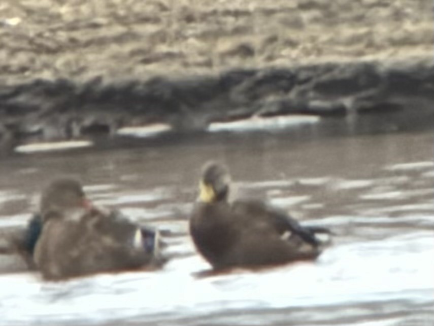 Anas sp. - ML646471715