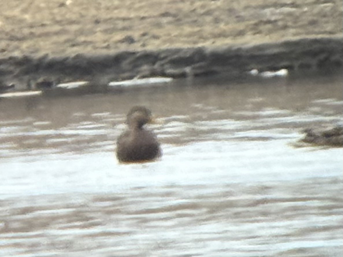 Anas sp. - ML646471716