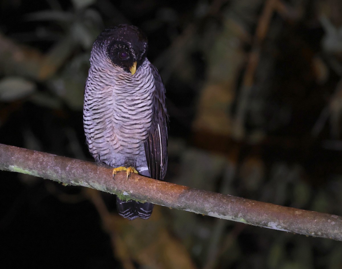 Chouette à lignes noires - ML646471721